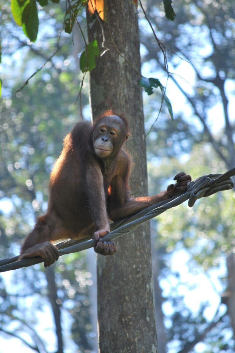Santuario de orangutanes de Sepilok