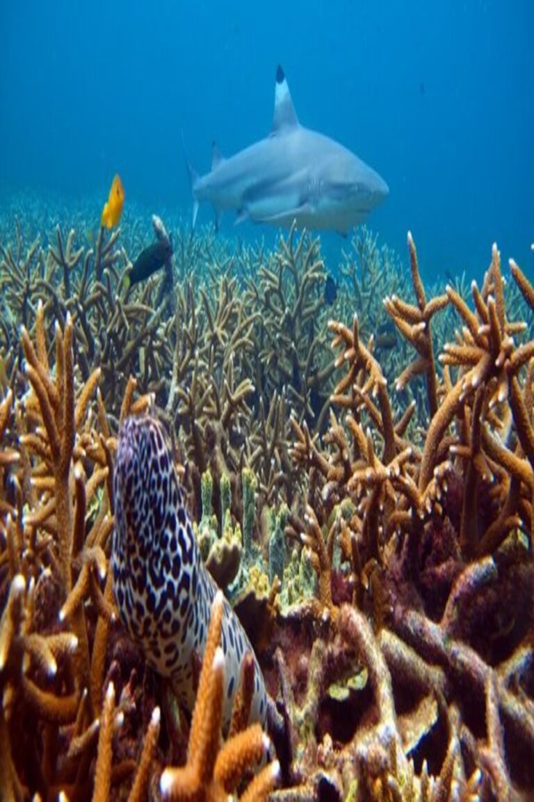 snorkel